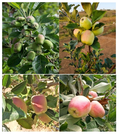 Apple-7.jpg